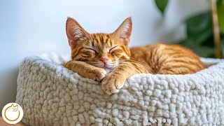 Music for Cats with Anxiety, Stress, Depression + Sleep Issues 🐱💤