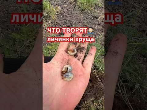 ЛИЧИНКИ ХРУЩА: как будем бороться?