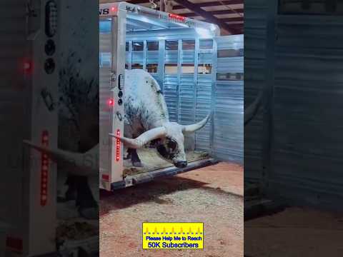 New bull video |bull video#trending #100kview #1000ksubscribers #song