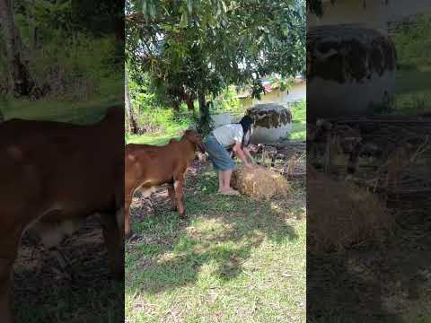 อุ้มหนูหน่อยแม่ #funny #cattleworld #comedy #bullfarm #animals #cattledisease #farming #cow #fun