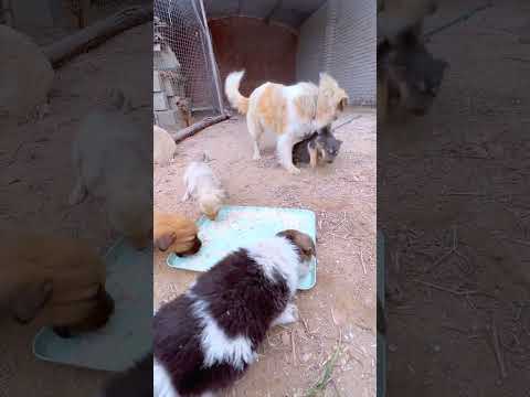 The dogs are having a meal.#puppy #cute #pets #animals #funny #dog
