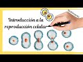 Cuestionario sobre Reproducción Celular