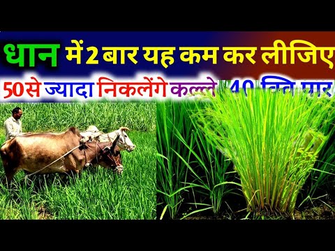 धान में 2 बार कर लीजिए यह काम कल्लो की होगी भरमार और होंगे ढेरो फायदे