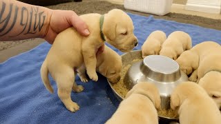 Labrador Puppy’s First Real Food – Too Cute to Handle!
