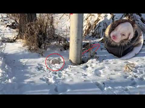 Shivering in the Snow, a Tiny Puppy Was Saved by the Warmth of One Man’s Love!