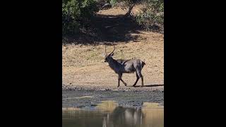Impala, Kudus and Waterbuck Gather At Waterhole