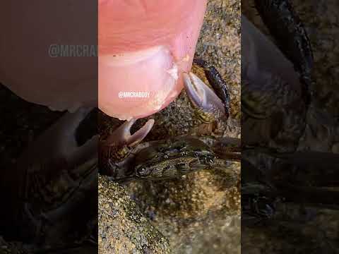 World's Most Unique Pedicure