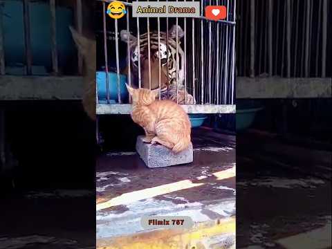 Feline Chaos: Hilarious Animal Encounters!