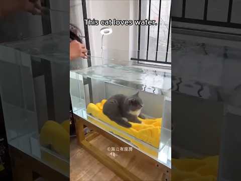 This Cat Love Water. 😺🥰