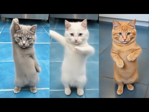 Cats dancing in the kitchen