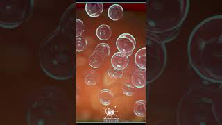 Fertility Over 40: How Aging Affects Sperm and Conception