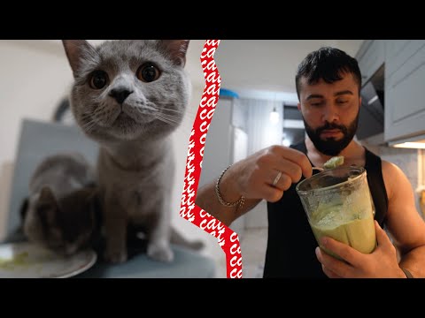 Hem Kedi Hem İnsan Dostu Tarifler! 🐱❤️👨‍🍳 Şaşırtıcı Lezzetler