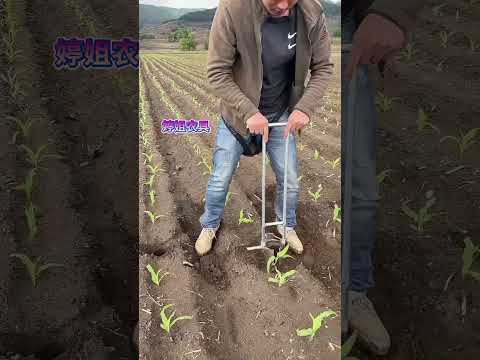 #KuaishouHappyVillageLeader #FertilizerApplicator# transplant seedlings and punch holes