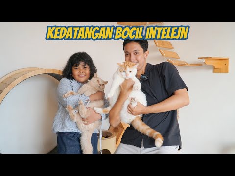 KEDATANGAN BOCIL INTELEJEN