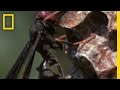 Paper Wasps and Their Challenges