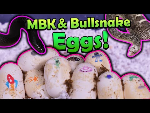 Our Bullsnake and Black Kingsnake Laid Eggs!!