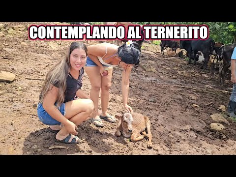 Enamoradas de este ternerito recién nacido.
