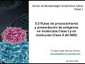 Immune System Antigen Presentation Concepts