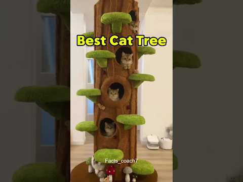 The Best Cat Tree in the World 😻🌍