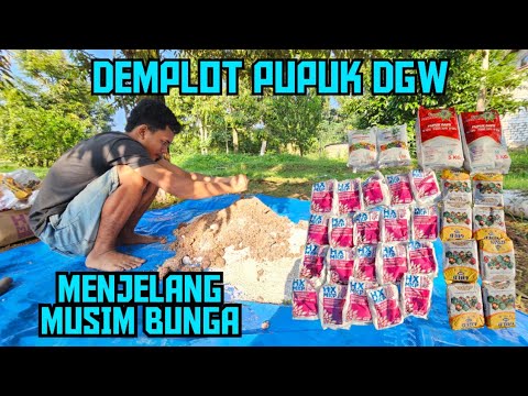 🟢🟢DEMPLOT PUPUK DGW‼️ PEMBUNGAAN DURIAN MKP BORATE MASUK🌳🌳