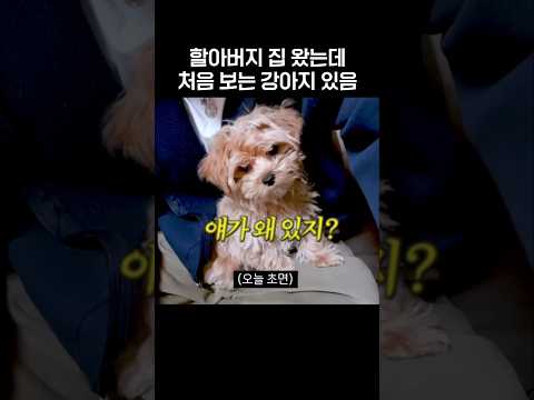[라이즈] 할아버지 집왔는데 처음보는 강아지 있음