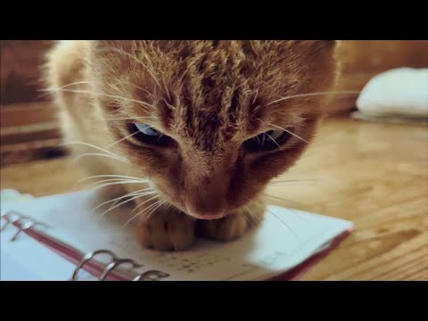 あっちもこっちも甘えんぼ　Cat Attention Seeker