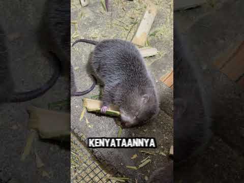 Kenapa Tikus Bambu Mahal #shorts