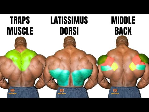 TOP 5 LAT MIDDLE BACK TRAPS WORKOUT WITH DUMBBELLS  CABLE AND MACHINE  AT GYM