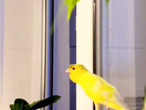 تغريد طائر الكناري على الأنثى لتزاوج Canari chantant à la femelle pour l'accouplement