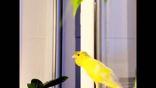 تغريد طائر الكناري على الأنثى لتزاوج Canari chantant à la femelle pour l'accouplement