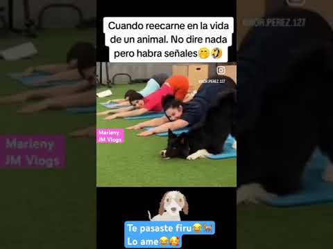 Perro yogui #parati #humor #perroschistosos #shortsviral #viralvideo
