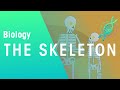 Understanding the Human Skeleton