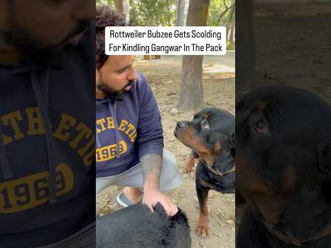 Rottweiler Bubzee Ki Taange Tod Di #shorts #dogs #rottweiler #youtubeshorts #namitaology #trending