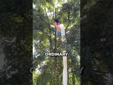 Why do these farmers climb these trees?