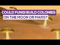 Fungi in Space Habitat Development