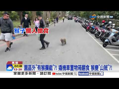 潑猴撲男童"硬搶飲料"! 直擊獼猴搗亂變"山賊"?!│中視新聞 20250223