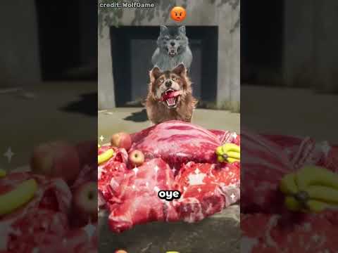No dejaron comer al pobre lobo 🥺😱