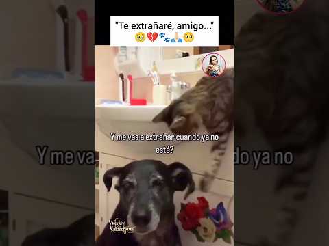 🥹💔Demasiado triste, para mí corazón.🐾🥺#cat #god #gatos #cats #love #catlovers #catlover #catshorts