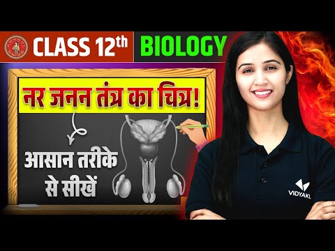नर जनन तंत्र चित्र | Class 12 Biology Chapter 3 | Male Reproductive System | Bihar Board
