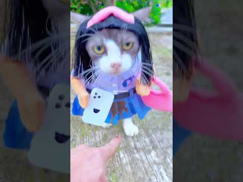 KUCING ZESIKA PULANG SEKOLAH DI ANTAR OM CABE🌶️ #cats #kucinglucu #kucing #videolucu