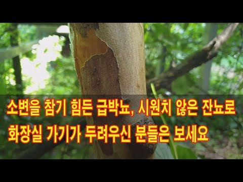 소변을 참기 힘든 급박뇨, 소변이 시원치 않은 잔뇨, 화장실 가기가 두려운 분들은 보세요