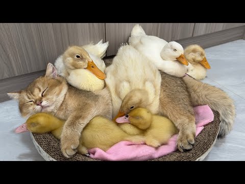 The duck jumps into the basket and sleeps with the kitten so sweet!kitten is mother duckling.lovable