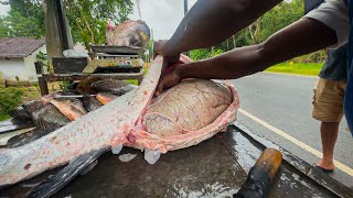 Biggest Fish Eggs Ever Seen! Massive Fish Cleaned on the Street | Sri Lankan Village Fish Market