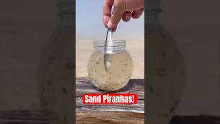 THESE Will INFEST YOU at the Beach! 😱 #animals #nature #shorts