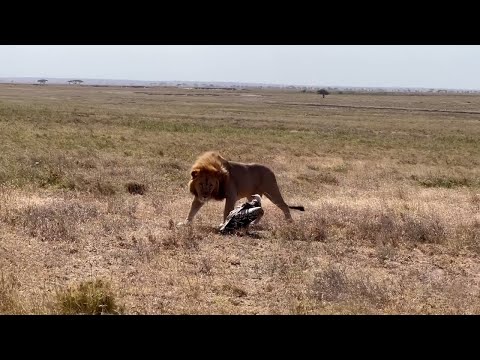 Vulture decides not to run 
