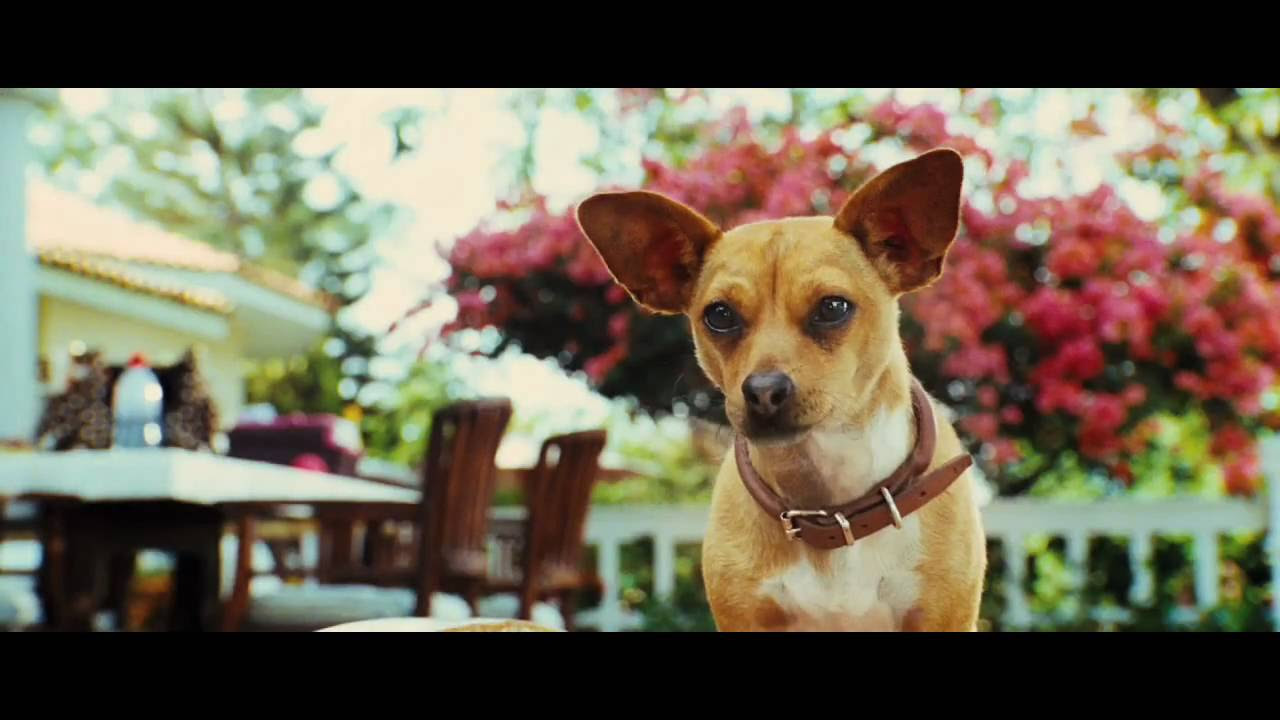 Le Chihuahua de Beverly Hills 3 : Viva la Fiesta ! Miniature du trailer