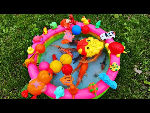 Fishing for ornamental fish in ponds, koi fish, goldfish, colorful fish, turtles, ducks, cute horses