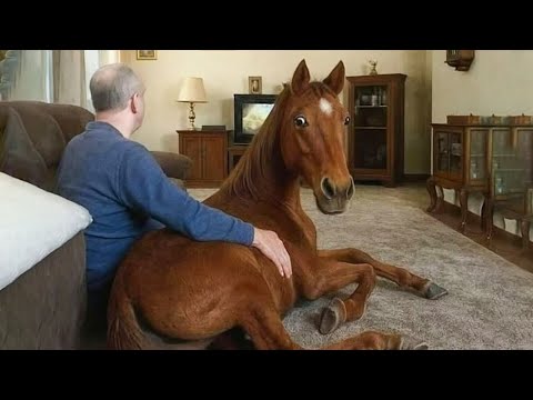 Best funniest horses of the week - Funny And Cute horses Video Compilation 2025🐴#21