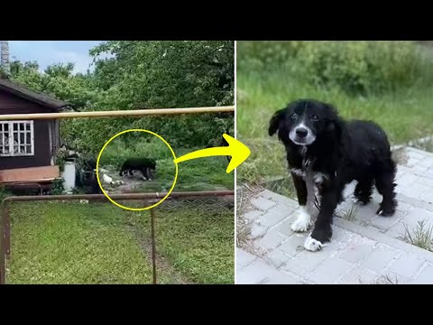Abandoned at 15 — What This Chained Dog With a Tumor Survived On Will Leave You in Tears