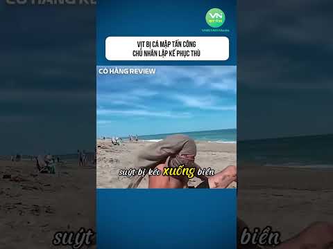 Vịt Bị Cá Mập Tấn Công Chủ Nhân Lập Kế Phục Thù #shorts #khampha #danhbatca